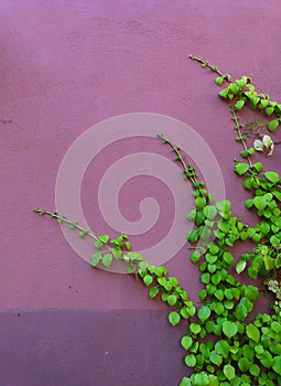 Pink wall, climbing Hydrangea