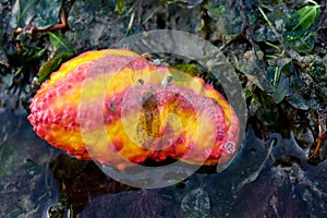 Pink warty sea cucumber