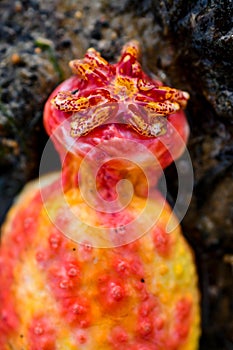 Pink warty sea cucumber