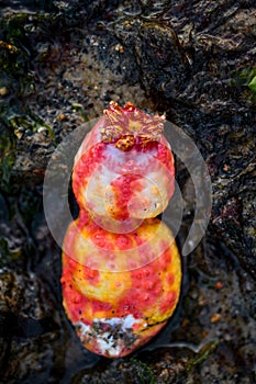 Pink warty sea cucumber