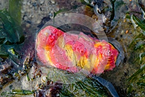 Pink warty sea cucumber