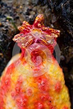 Pink warty sea cucumber