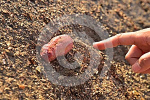 Pink warty sea cucumber/Pink-Yellow Sea Cucumber on the beach