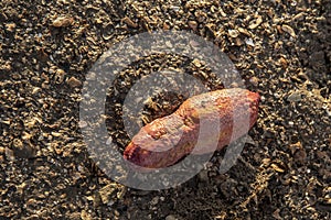 Pink warty sea cucumber/Pink-Yellow Sea Cucumber on the beach