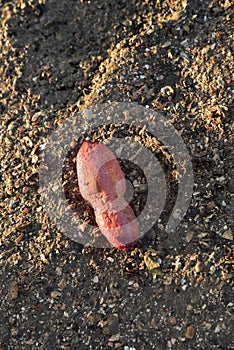 Pink warty sea cucumber/Pink-Yellow Sea Cucumber on the beach