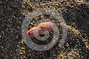 Pink warty sea cucumber/Pink-Yellow Sea Cucumber on the beach