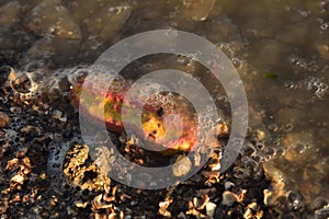 Pink warty sea cucumber/Pink-Yellow Sea Cucumber on the beach