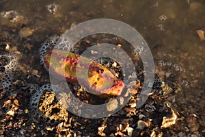 Pink warty sea cucumber/Pink-Yellow Sea Cucumber on the beach