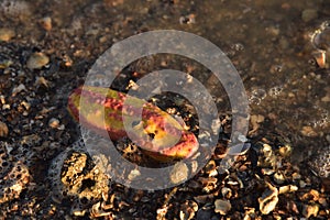 Pink warty sea cucumber/Pink-Yellow Sea Cucumber on the beach