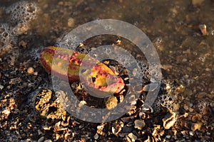 Pink warty sea cucumber/Pink-Yellow Sea Cucumber on the beach