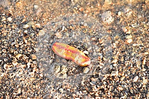 Pink warty sea cucumber/Pink-Yellow Sea Cucumber on the beach