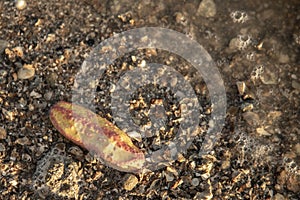 Pink warty sea cucumber/Pink-Yellow Sea Cucumber on the beach