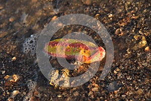 Pink warty sea cucumber/Pink-Yellow Sea Cucumber on the beach