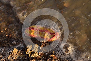 Pink warty sea cucumber/Pink-Yellow Sea Cucumber on the beach