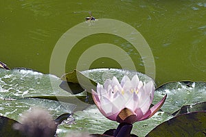 Pink water ily close up