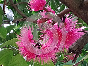 Pink Water Jambo Flower  in the garden photo