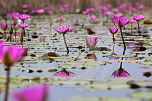 Pink water lili blooming in marshland. Hong Kong.