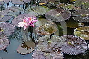 Pink water Lilie Flower on pond