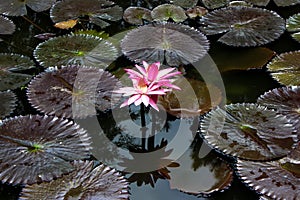 Pink water Lilie Flower on pond