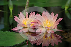 Pink Water Lilies