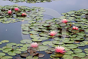 Pink water lilies blooming