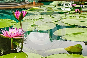 Pink water lilies blooming at lake surface