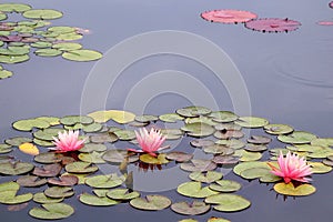 Pink water lilies blooming