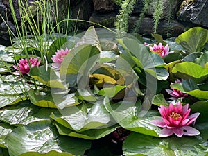 Pink water lilies in the botanical gardens of Tartu University, Tartu, Tartu maakond, Estonia, July 2021