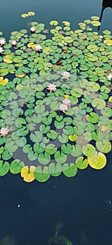 Pink water lilies. City pond. Autumn flowers. inconspicuous beauty photo