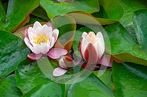 Pink water lilies with green leaves, pristine nature background