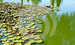 Pink water lilies with green lily pads in a murky pond photo