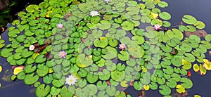 Pink water lilies. City pond. Autumn flowers. inconspicuous beauty photo