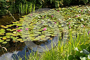 Pink water lilies on the lake. Aquatic green plant. Park and pond. Lotus flower. Garden