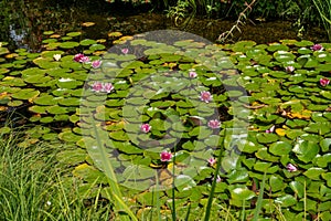 Pink water lilies on the lake. Aquatic green plant. Park and pond. Lotus flower. Garden