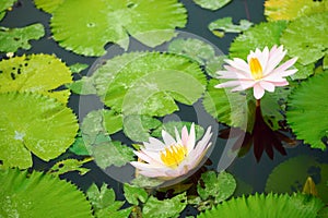 Pink water lilies and leaves in a pond