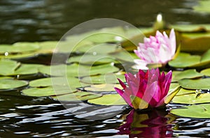 Pink Water Lilies Nymphaeaceae