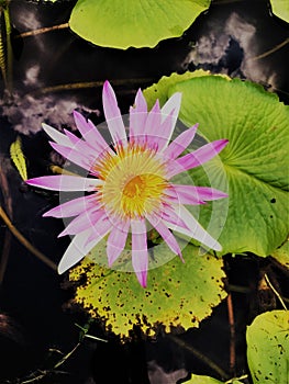 Pink  Water lilies Nymphaeaceae. The plant of water lily