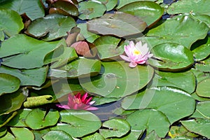 Pink water lilies Nymphaeaceae on shiny green leaves