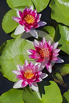 Pink Water lilies nymphea - Aquatic vegetation