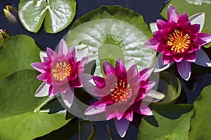 Pink Water lilies nymphea - Aquatic vegetation