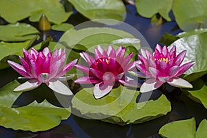 Pink Water lilies nymphea - Aquatic vegetation