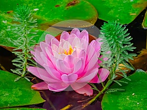 Pink water lilies in the pond