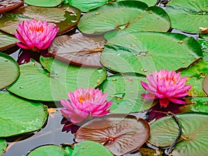 Pink water lilies in the pond