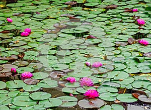 Pink water lilies in the pond