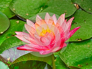 Pink water lilies in the pond