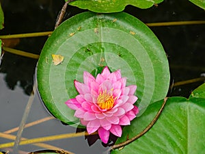 Pink water lilies in the pond