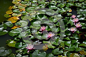 pink water lilies in the pond