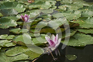 Pink water lilies in the pond. Green frog hiding under the lily leaf.