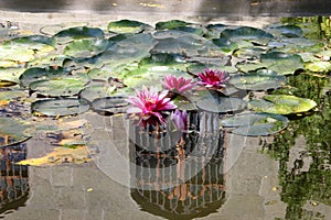 Pink water-lilies in a pond near the Vorontsov Palace in the Crimea.