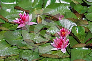Pink water lilies in a pond are a perennial aquatic plant